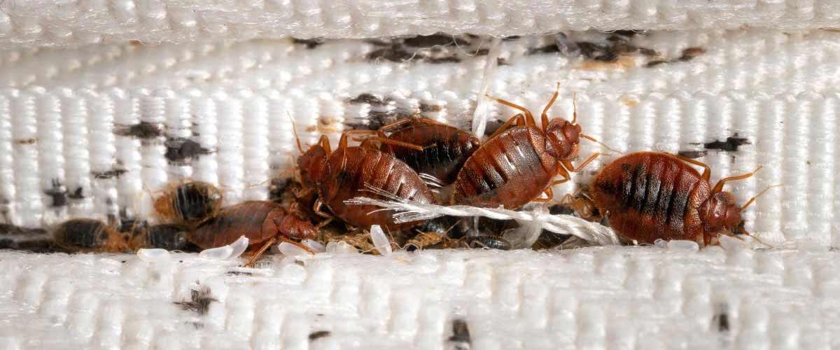 Info about bed bug