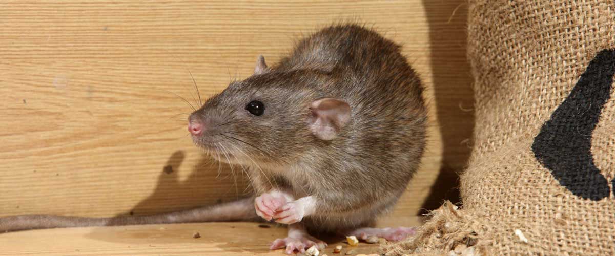 Info about rodent