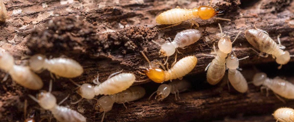 Info about termite