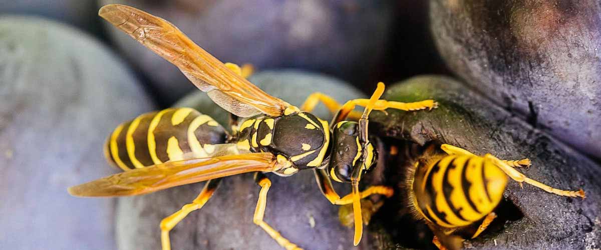 Info about wasp