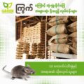 ကြွက် Rodent တွေကြောင့် ဆုံးရှုံးနိုင်ခြေ အများဆုံးရှိသည့် လုပ်ငန်းများ