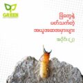 ခြ termite တွေနဲ့ ပတ်သက်တဲ့ အယူအဆအမှားများ – အပိုင်း (၂)